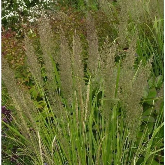 Diamant Reitgras Calamagrostis brachytricha als grüne Topfpflanze von Nr-01.de - Bild 1