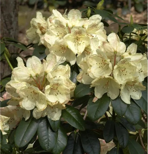 INKARHO Rhododendron Festivo Alpenrose Pflanze 20-25 cm - Bild 1