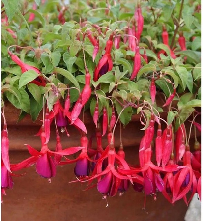 Fuchsia magellanica Stauden in Pink von Nr-01.de
