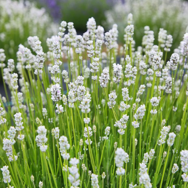 Lavendel White Scent von Mein schöner Garten Shop, weiß, mehrjährig - Bild 1