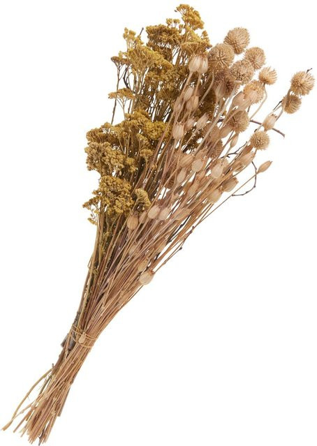 Trockenblumen Set Distel von Othmar Decorations in Beige und Braun aus Naturmaterialien - Bild 1
