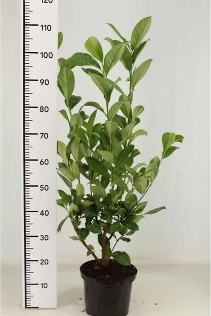 10 Prunus Rotundifolia Kirschlorbeer Heckenpflanzen von Pflanzen-Boering in Töpfen, Höhe: 80-100 cm, Grün - Bild 1