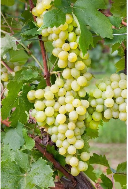 Vitis Vinifera Weinrebe von Pflanzen für dich, Höhe: 80–100 cm - Bild 1