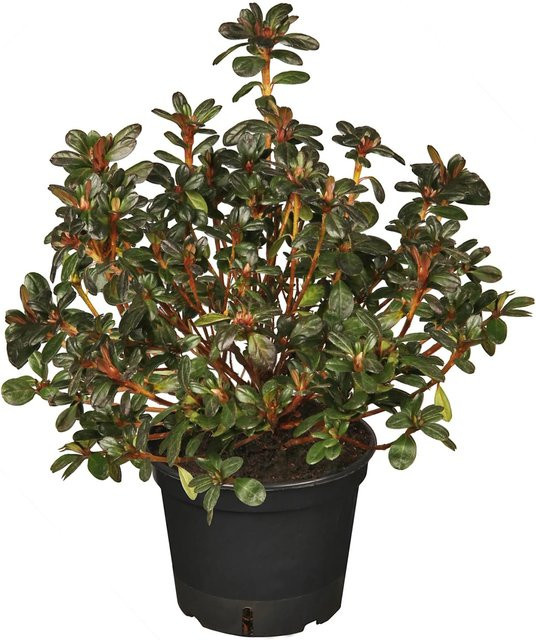 OBI Japanische Azalee Rhododendron in Violett, Höhe: 30 - 40 cm - Bild 1