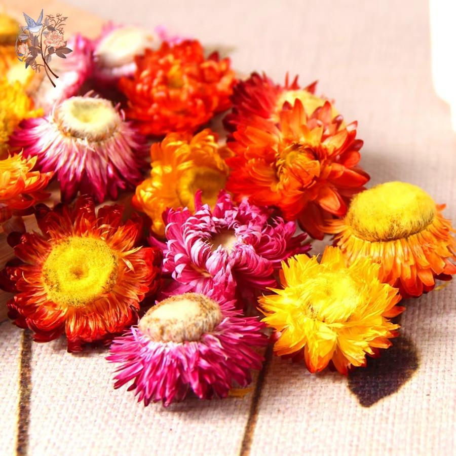 100 Stück getrocknete Blumenmischung aus Gänseblümchen, Sonnenblumen und Chrysanthemen in Mehrfarbig für DIY-Handwerk und Tischdekoration - Bild 5