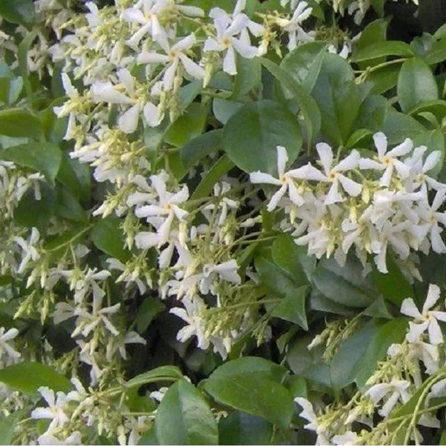 Arborix Sternjasmin Trachelospermum jasminoides als pflegeleichte immergrüne Kletterpflanze im Container, Höhe: 50 bis 60 cm - Bild 1