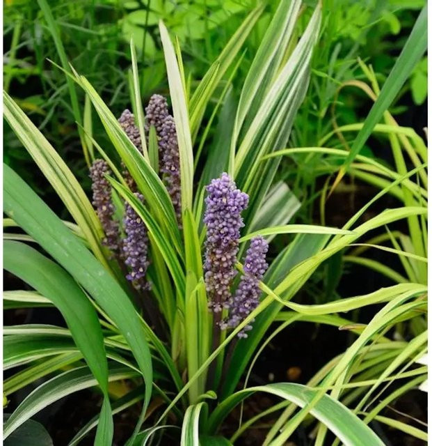 Liriope muscaria Lilientraube Gold Banded Bodendecker für den Garten - Bild 1