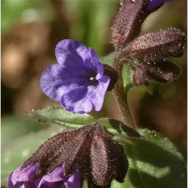 Lungenkraut Majeste Pulmonaria saccharata von Nr-01.de als mehrjährige Pflanze im Topf - Bild 1