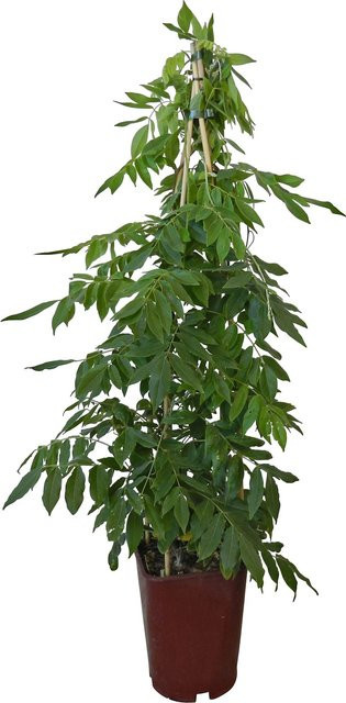 GROW by OBI Blauregen Wisteria Kletterpflanze, Höhe: 80 cm - Bild 1
