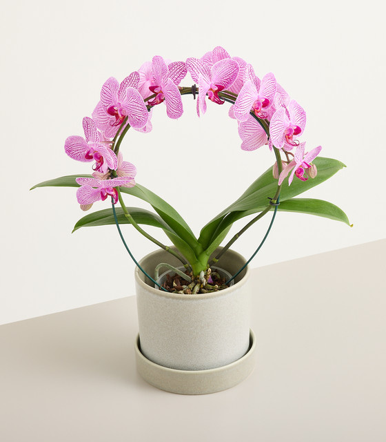 Blume2000 Orchidee Bogen in Rosa als blühende Zimmerpflanze - Bild 1