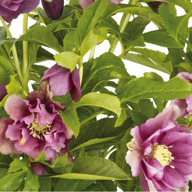 Lenzrose Double Ellen rot Helleborus als winterblühende Staude - Bild 1