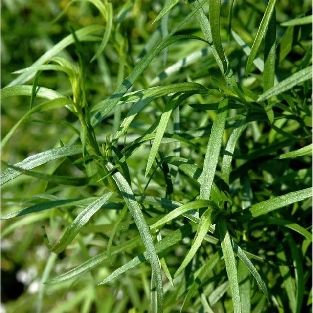 Französischer Estragon Artemisia dracunculus von Die Nr-01.de in Grün - Bild 1