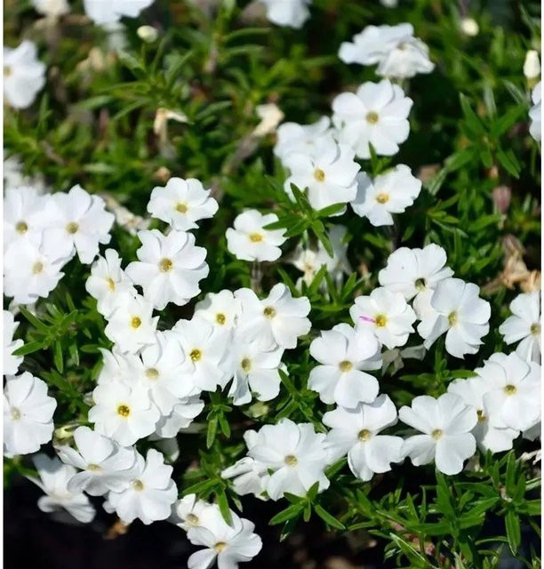 Hohe Flammenblume White Admiral Phlox paniculata weiße Beetpflanze von Nr-01.de - Bild 1