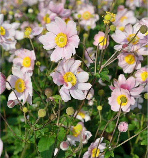 Albadura Anemone Serenade - Anemone tomentosa Stauden für den Außenbereich - Bild 1