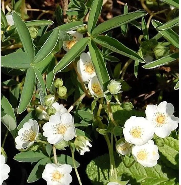 Weißes Fingerkraut Potentilla alba als weißer Bodendecker von Nr-01.de - Bild 1