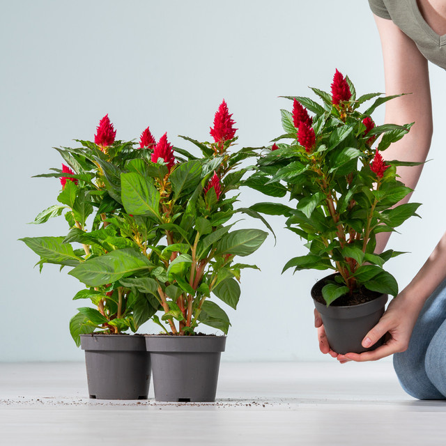 3er Set Celosia argentea Brandschopf in Rot von BLUME2000 - Bild 1