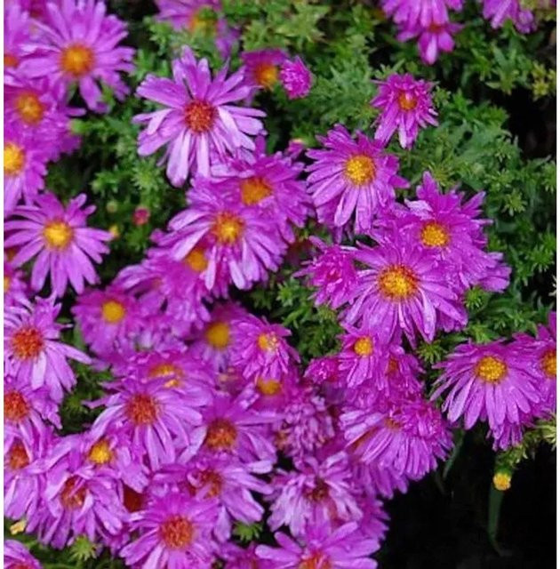 Kissenaster Kassel Aster dumosus lila Bodendecker Stauden - Bild 1