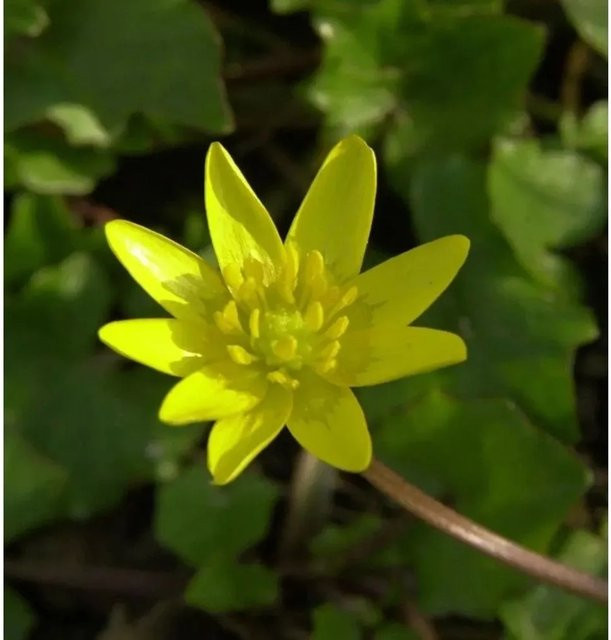 Scharbockskraut Ficaria verna gelbe Gartenpflanze im Topf - Bild 1