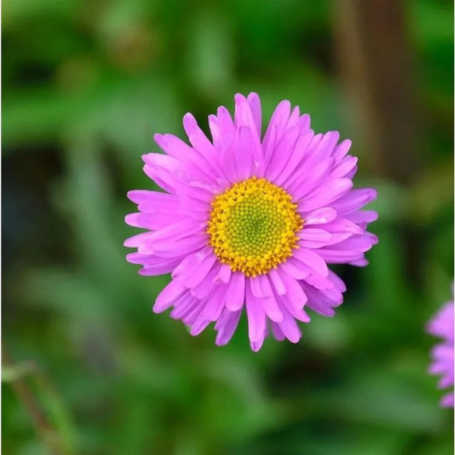 Kissenaster Alice Haslam Aster alpinus für den Steingarten - Bild 1