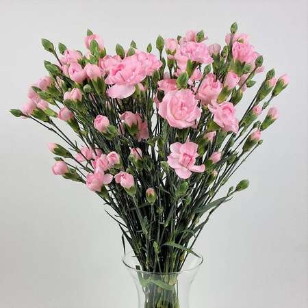Blumenstrauß Nelken Pink