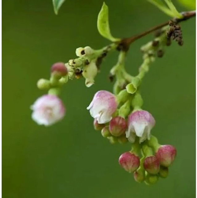 Symphoricarpos albus Knallerbsenstrauch weiß von Nr-01.de als Heckenstrauch für den Garten - Bild 1