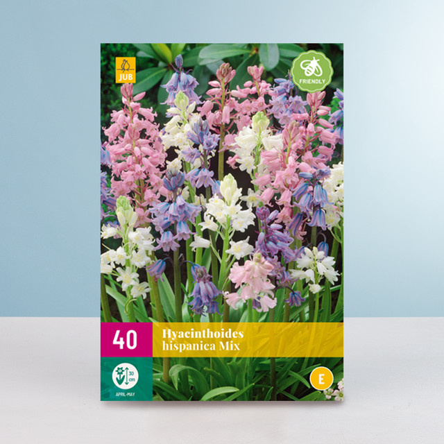 Waldhyazinthen Mix BLUME2000 mit 40 Zwiebeln - Bild 1