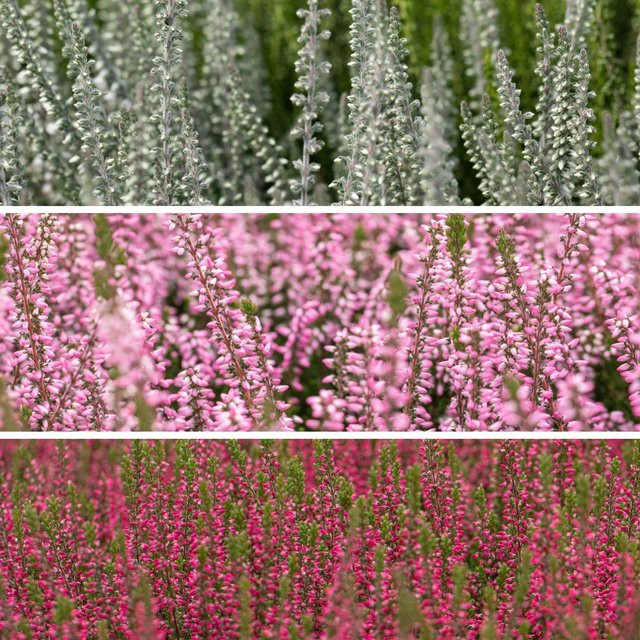 Bunte Besenheide-Mix Calluna als mehrjährige Zierpflanzen für deinen Balkon und Garten, 6 Pflanzen von Mein schöner Garten Shop - Bild 1