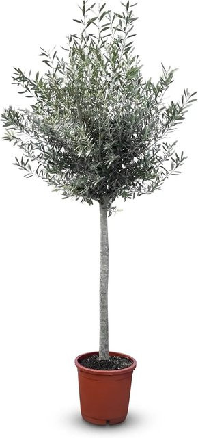 Sunny-Tree Hochstämmiger Olivenbaum Olea Europea, 170 cm hoch, 15 Jahre alt, winterhart bis -18 Grad, fruchtbildend - Bild 1