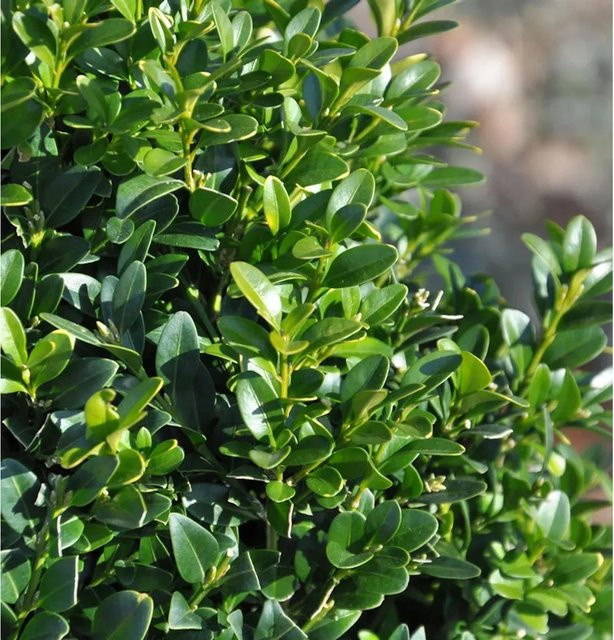 Buxus sempervirens arborescens Buchsbaum als grüne Heckenpflanze von Nr-01.de - Bild 1
