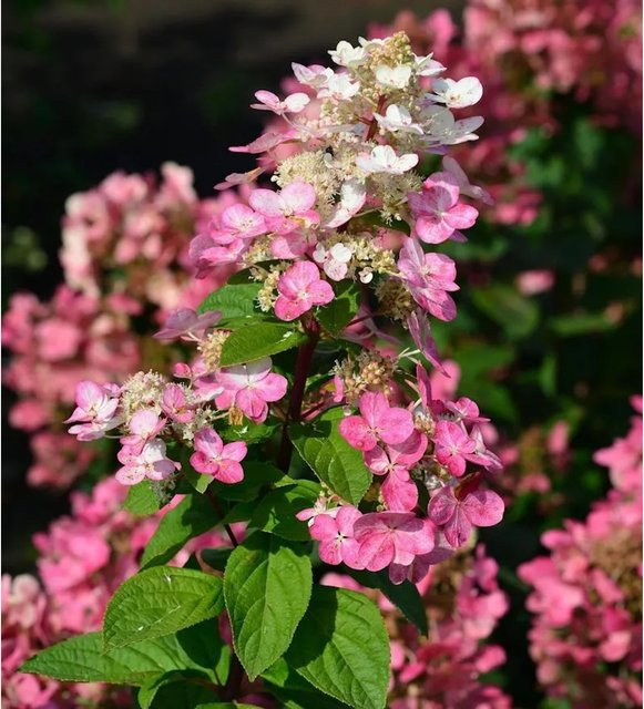 Rispenhortensie Fire Light Hydrangea paniculata von Nr-01.de in Weiß, Pink und Rot, Höhe: 80-100 cm - Bild 1