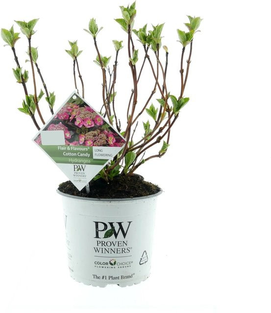 Proven Winners Hortensie Cotton Candy Rosa Hydrangea serrata im 3,5 Liter Topf - Bild 1