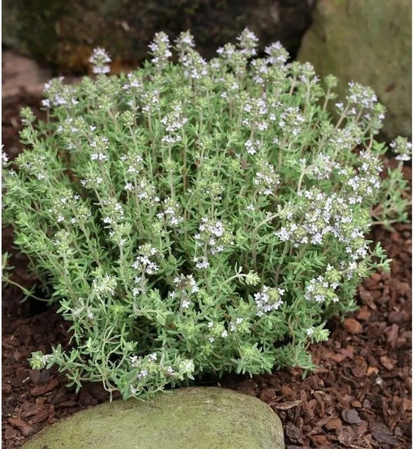 Thymus vulgaris Gewürz Thymian von Nr-01.de in graugrünem Topf - Bild 1