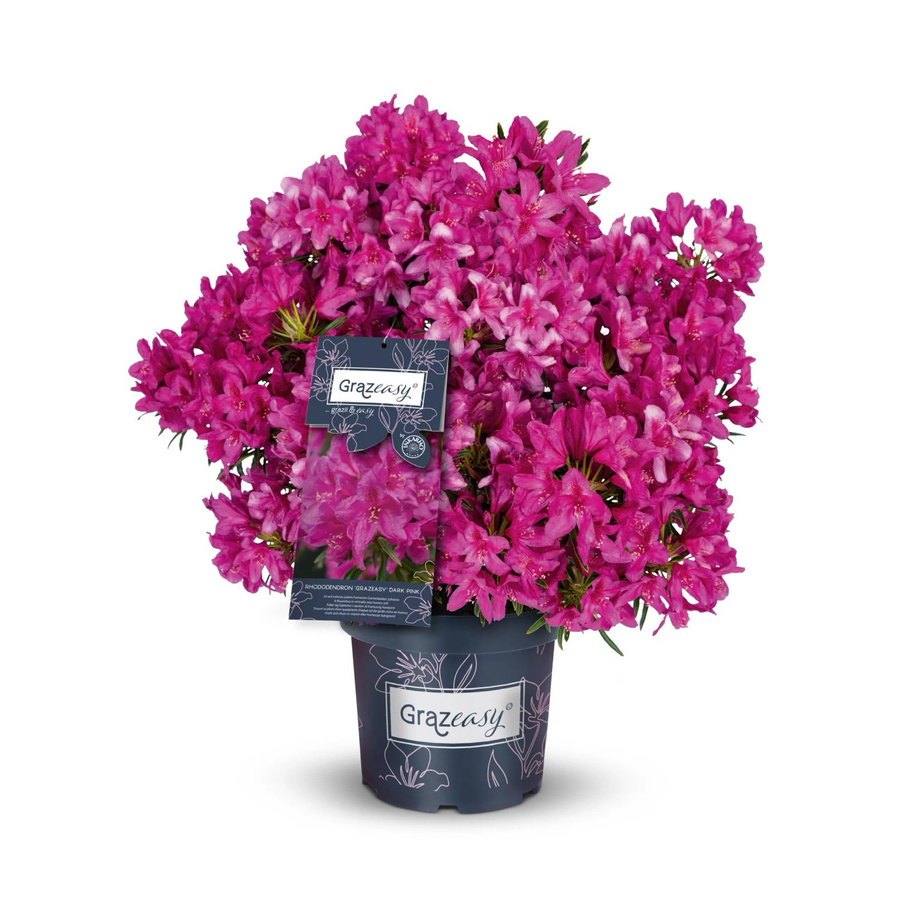 Rhododendron Grazeasy INKARHO Rosa, Höhe: 30-40 cm, Topf: 5 l - Bild 2