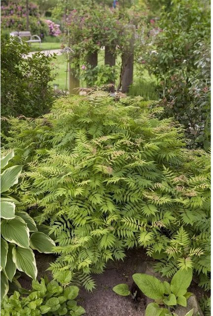 Sorbaria Sorbifolia Sem Fiederspiere Zierstrauch mit buntem Laub in Weiß, Grün, Orange und Rot, Höhe: 60–100 cm - Bild 1