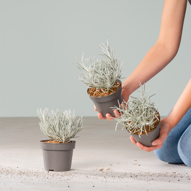 3er Set Helichrysum thianschanicum Strohblume von BLUME2000 als mehrjährige Bodendecker-Pflanze für den Steingarten - Bild 1