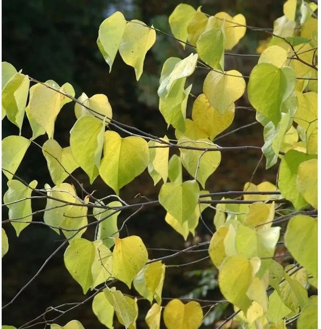 Kanadischer Judasbaum Golden Falls Cercis canadensis als Zierbaum für deinen Garten, Höhe: 80-100 cm - Bild 1