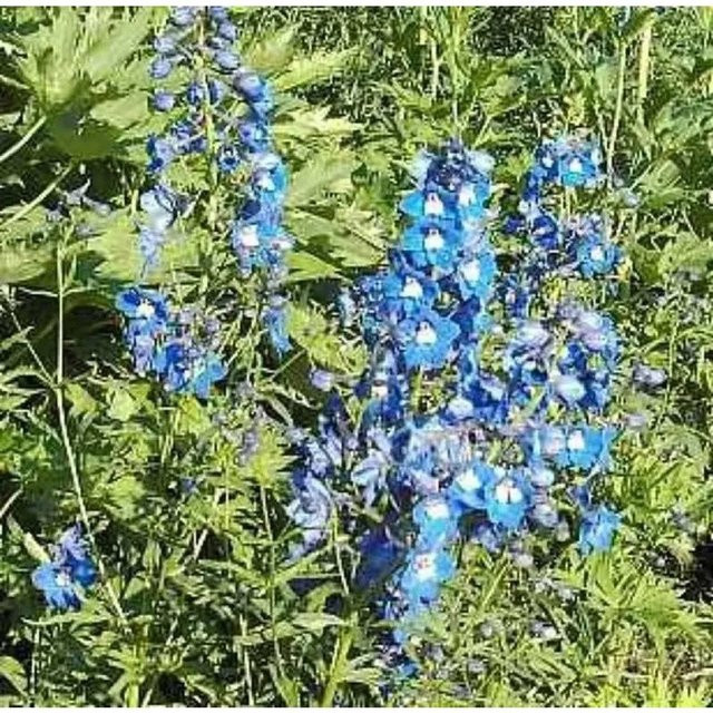 Rittersporn Delphinium belladonna Sternenhimmel Blau von Nr-01.de als mehrjährige Gartenpflanze im Topf - Bild 1