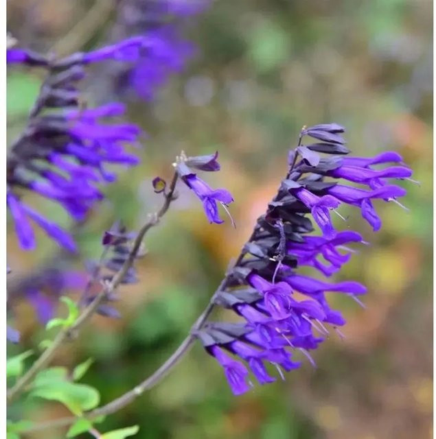 Garten Salbei Amistad Salvia cultorum lila mehrjährig - Bild 1