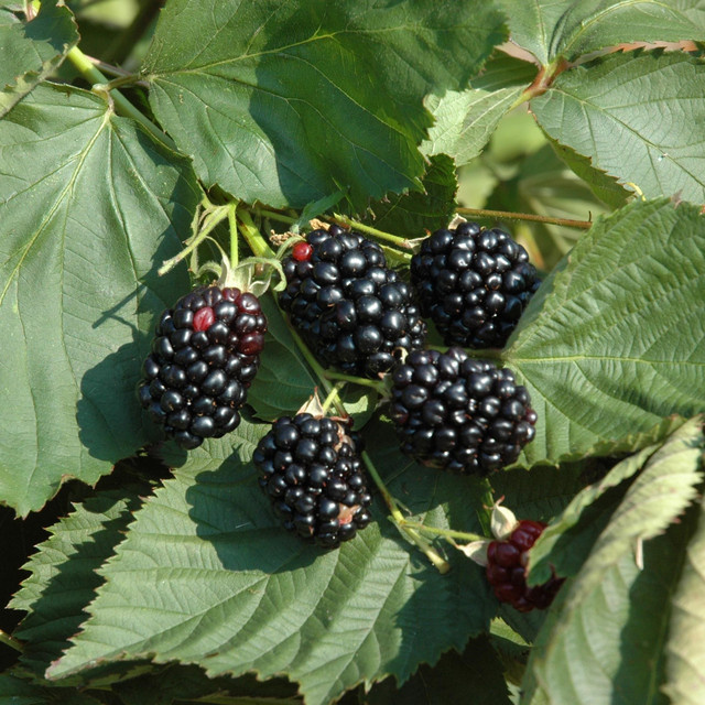 BIO Brombeere Black Satin Rubus fruticosus von BLUME2000 - Bild 1