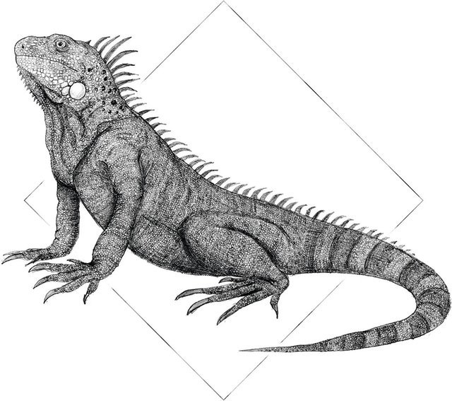 Komar Wandbild Iguana White Paper Poster, Breite: 40 cm, Höhe: 50 cm - Bild 1