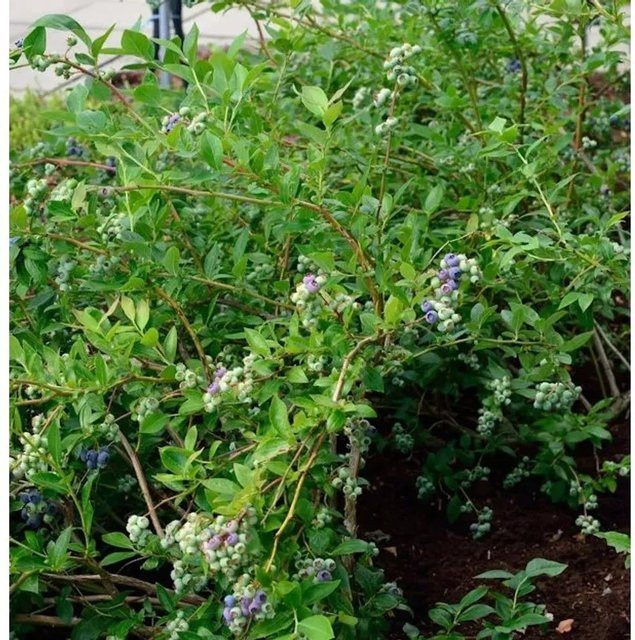 Heidelbeere Elizabeth Vaccinium corymbosum Beerenstrauch von Nr-01.de - Bild 1