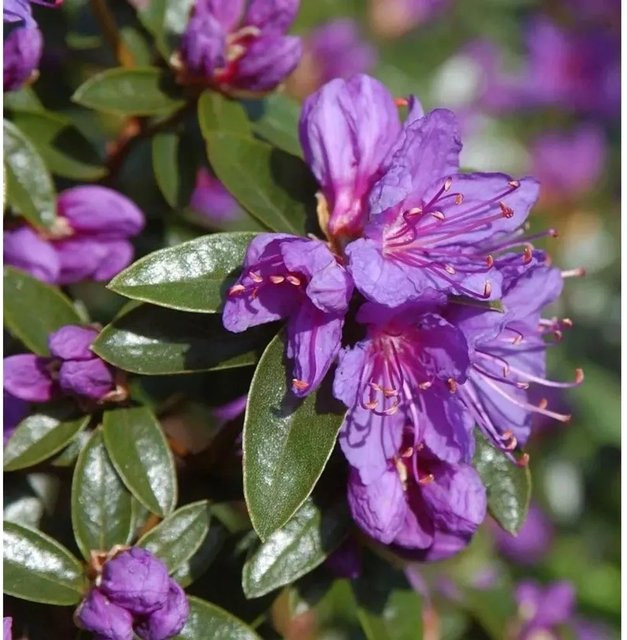 Zwerg Rhododendron Penheale Blue Rhododendron russatum Alpenrose in Blau - Bild 1