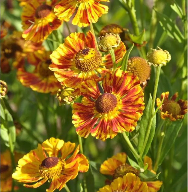 Helenium autumnale Sonnenbraut Fuego Beetpflanze für den Garten - Bild 1
