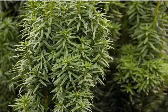 Taxus baccata David Eibe als grüne Heckenpflanze für den Garten, Höhe: 60-70 cm - Bild 1