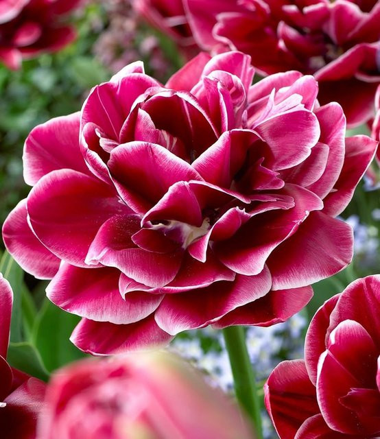 Rosentulpe Dream Touch - Bild 1