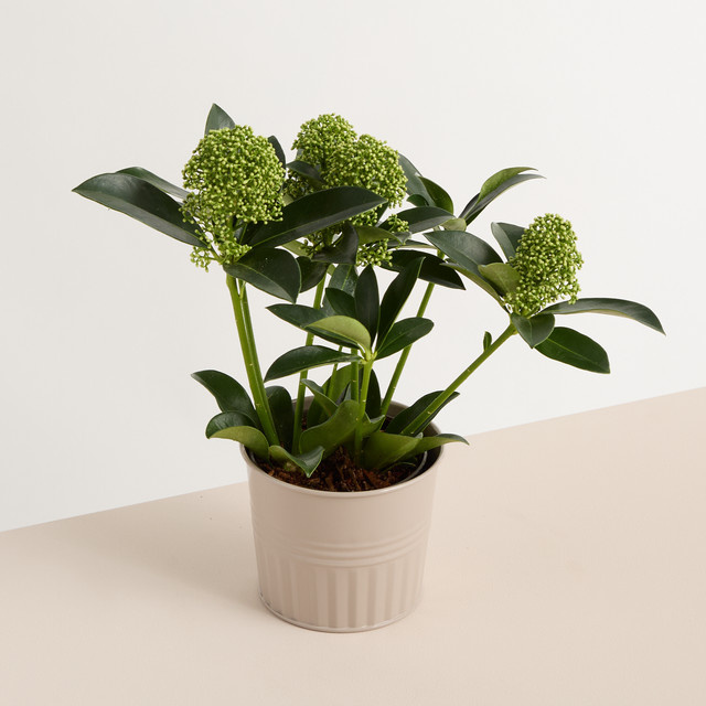 BLUME2000 Zink Übertopf in Beige für Innen und Außen, Durchmesser: 11 cm - Bild 1
