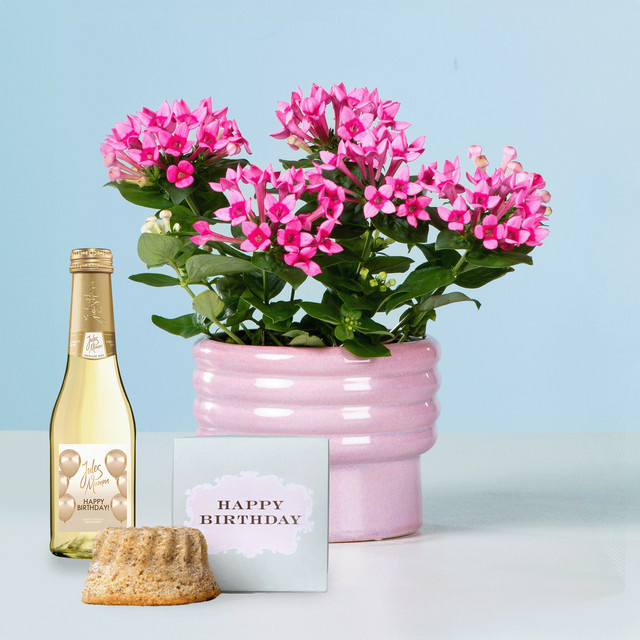 BLUME2000 Bouvardia Zimmerpflanze in Rosa und Pink inklusive Topf - Bild 1