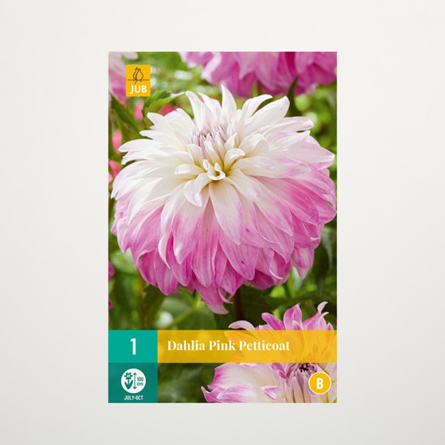 Schmuckdahlie Pink Petticoat Knolle von BLUME2000 für Beete, Balkon und Terrasse - Bild 1
