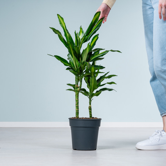 Drachenbaum Cintho Dracaena von BLUME2000 in Grün und Gelb - Bild 1