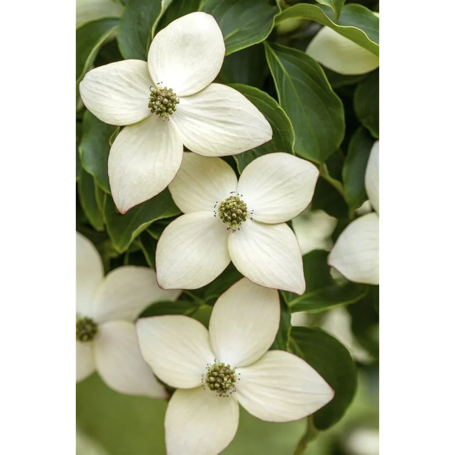 Chinesischer Hartriegel Cornus Kousa Chinensis Wietings Select Zierstrauch in Weiß und Grün, Höhe: 60–80 cm - Bild 2